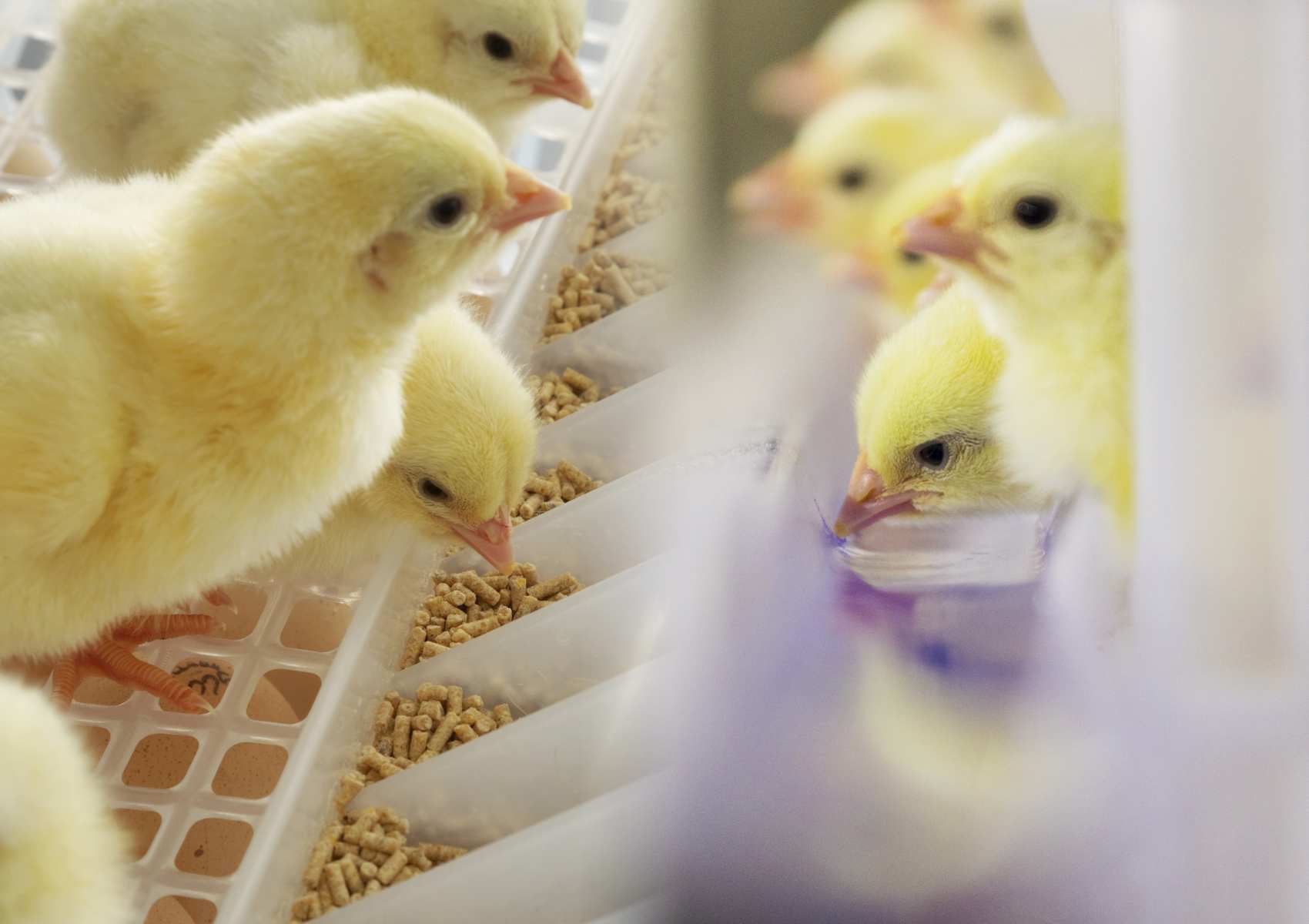 hatchtech-magazine-tips-chicks-early-feeding